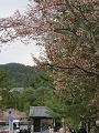 散りゆく山桜