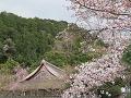 天授庵の屋根と桜