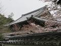 僧堂の桜3