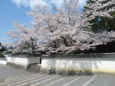 僧堂の桜