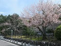参道の満開の山桜