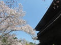 見上げる三門と桜
