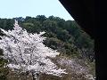 三門の屋根と桜