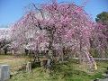 緑の園の枝垂桜
