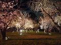 桜の園の夜桜