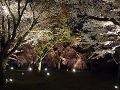 緑の園の夜桜