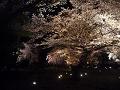 緑の園の夜桜2
