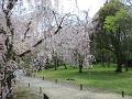 八重紅枝垂桜と遊歩道