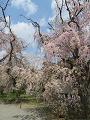 満開の八重紅枝垂桜2
