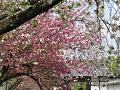 桜の園の里桜