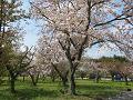 桜の園の里桜2
