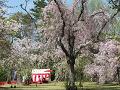清流園の八重紅枝垂れ桜