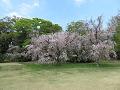 緑の園の八重紅枝垂れ桜