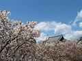 御室桜と青空