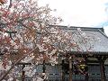 散りゆく桜と金堂