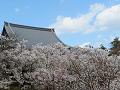 御室桜と観音堂の屋根
