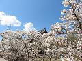 御室桜と青空4