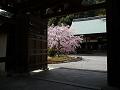 勅使門越しの枝垂桜