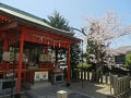 山城ゑびす神社とソメイヨシノ