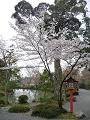 桜と鯉沢池