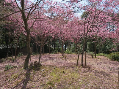 桜花苑