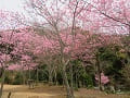 空を覆う陽光桜