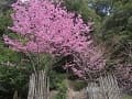 満開の陽光桜