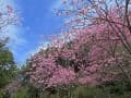 青空と陽光桜