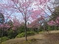 斜面に咲く陽光桜