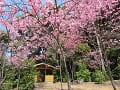 東屋と陽光桜