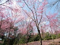 青空と陽光桜