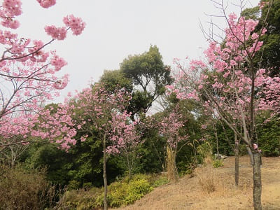 斜面で咲く陽光桜