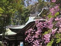 本殿の屋根と八重紅枝垂桜
