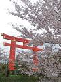 平安神宮の大鳥居と桜2