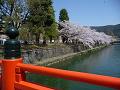 橋から眺める桜