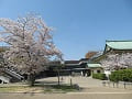 岡崎公園と桜