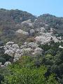 嵐峡展望台から見る嵐山の桜
