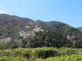 嵐峡展望台から見る嵐山の桜2