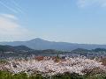 市内展望台から見る桜と比叡山