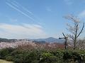 市内展望台から見る桜と比叡山2