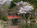 朱色の橋と桜