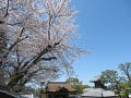 総門の屋根と桜