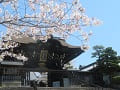 総門と桜