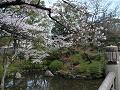 円通橋の桜