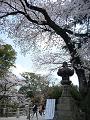参道入口の桜