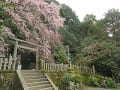 石段と満開の枝垂桜