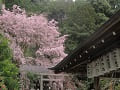 拝殿の屋根と枝垂桜