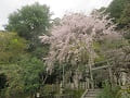 満開の枝垂桜