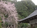 拝殿の屋根と枝垂桜