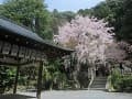 拝殿と枝垂桜